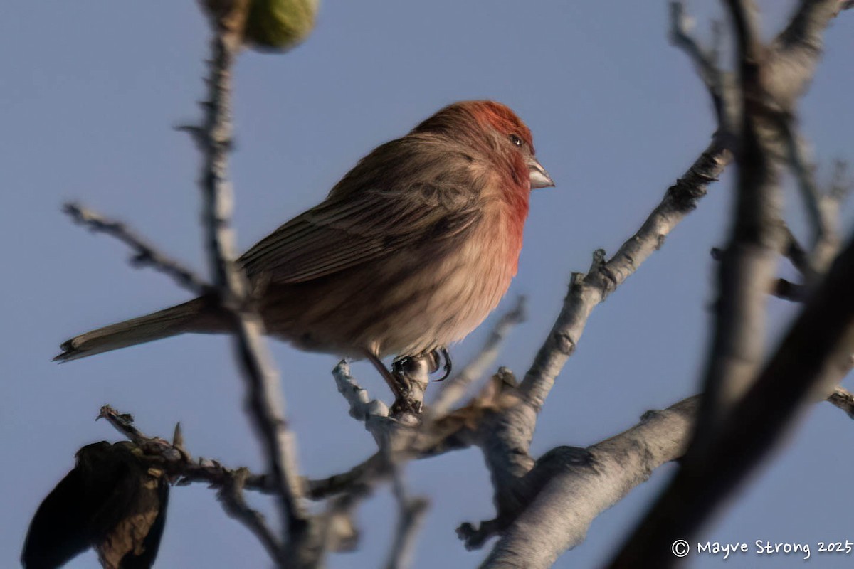 House Finch - ML646433052