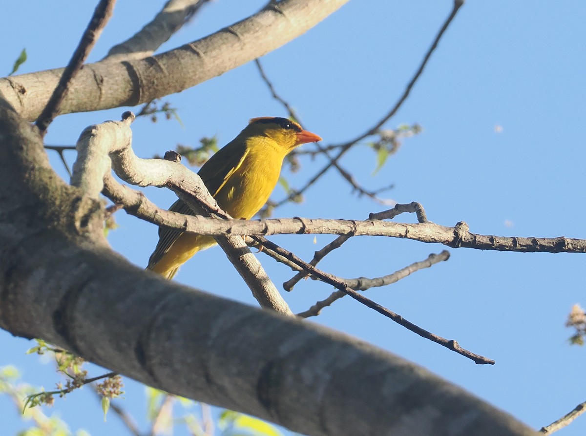 Tangara inti - ML646433053