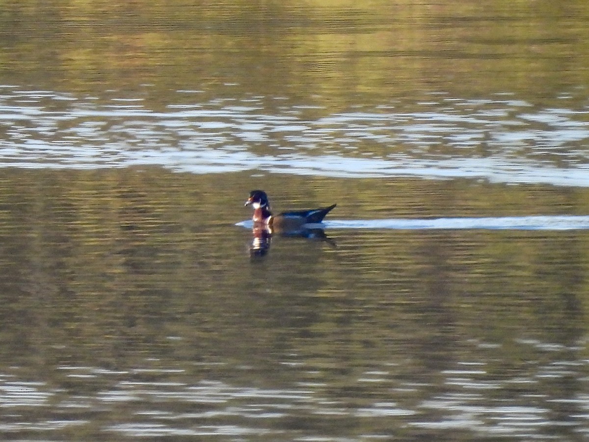Wood Duck - ML646433055
