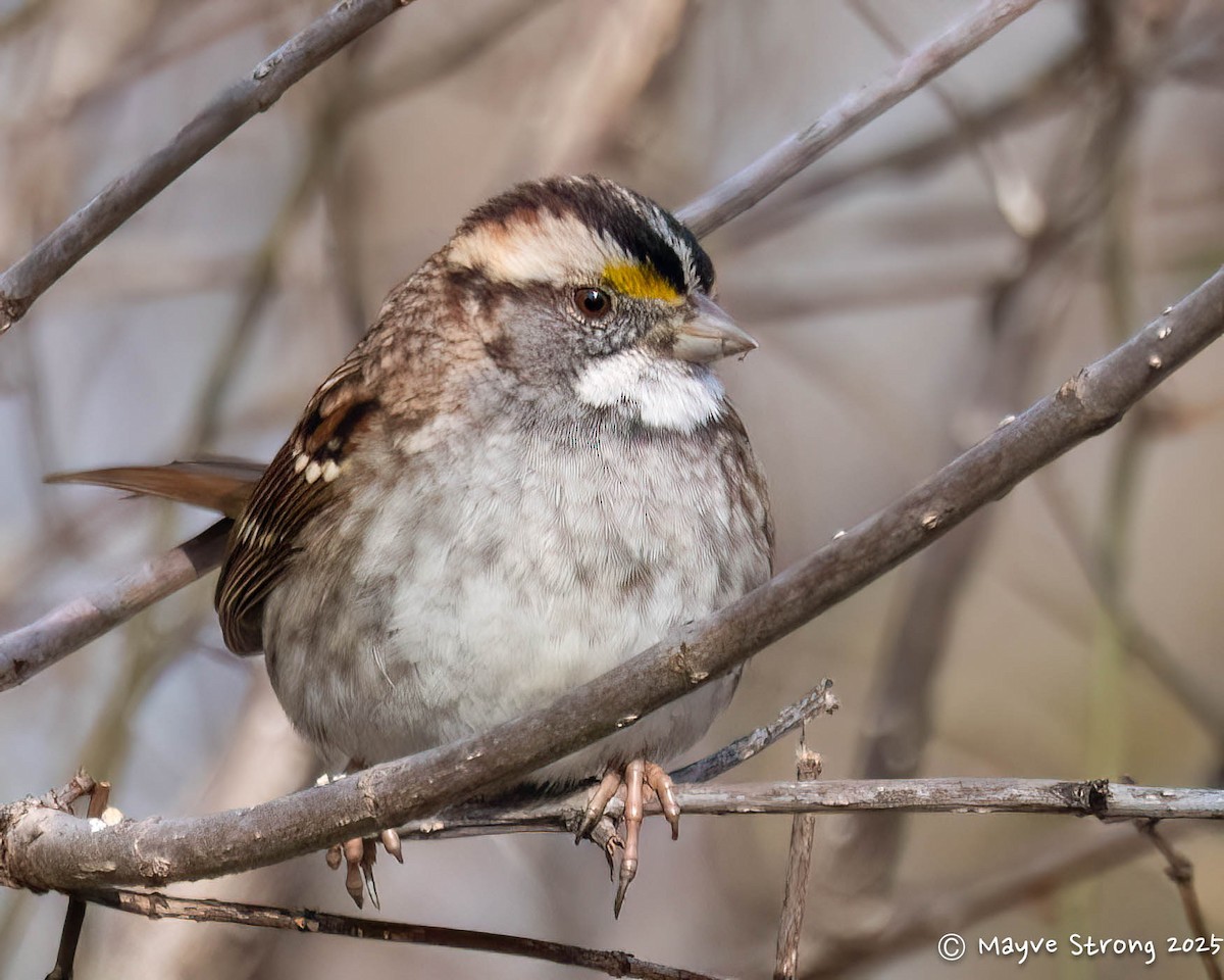 White-throated Sparrow - ML646433061