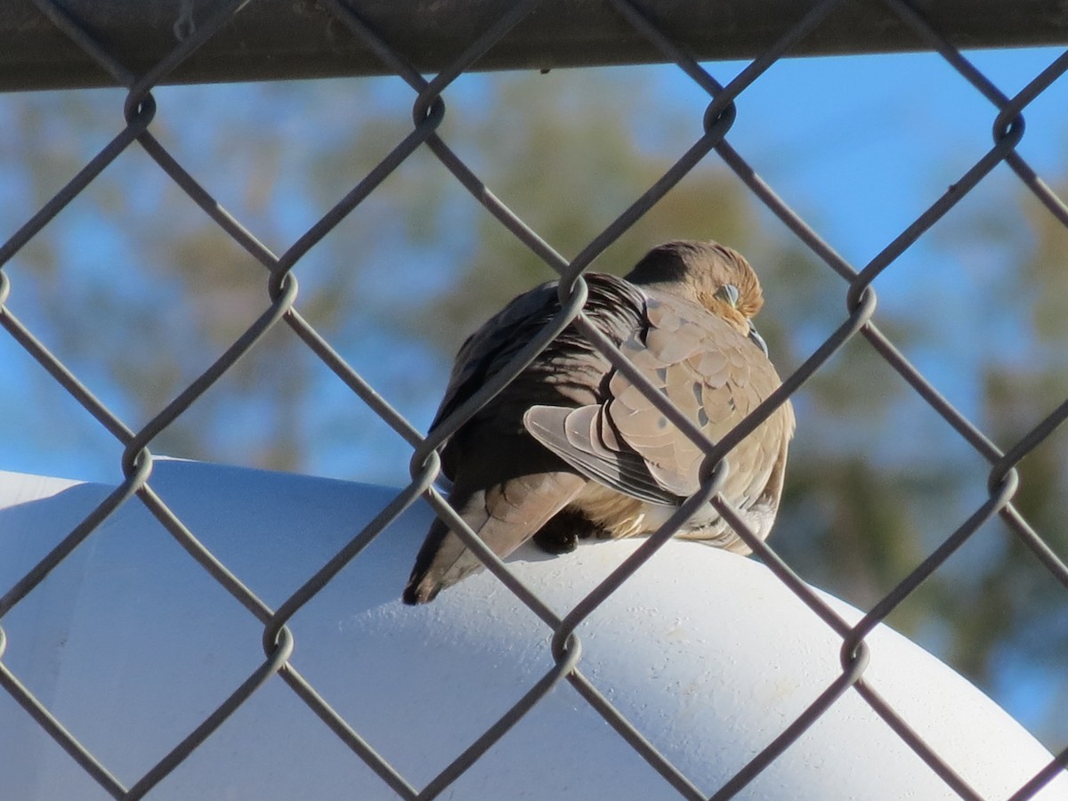 Tourterelle triste - ML646433062