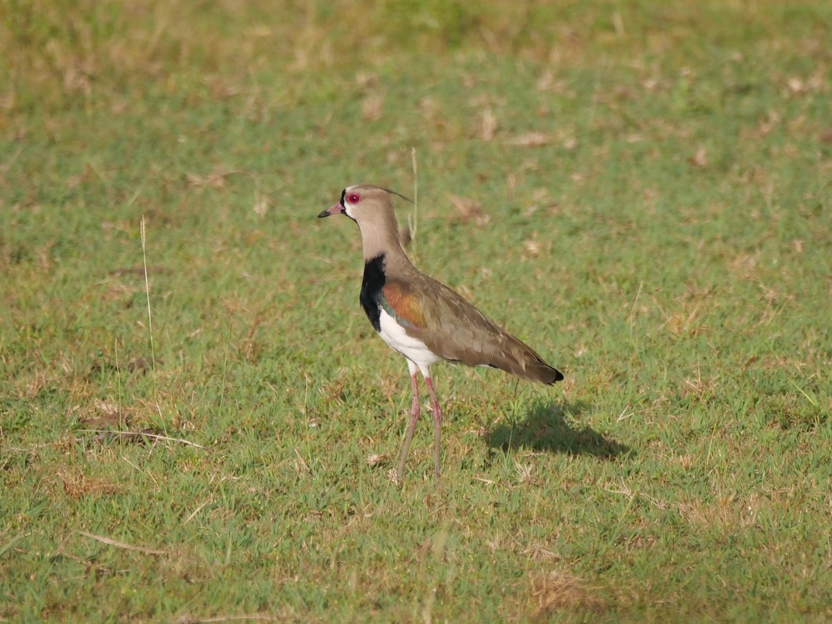 Southern Lapwing - ML646433063
