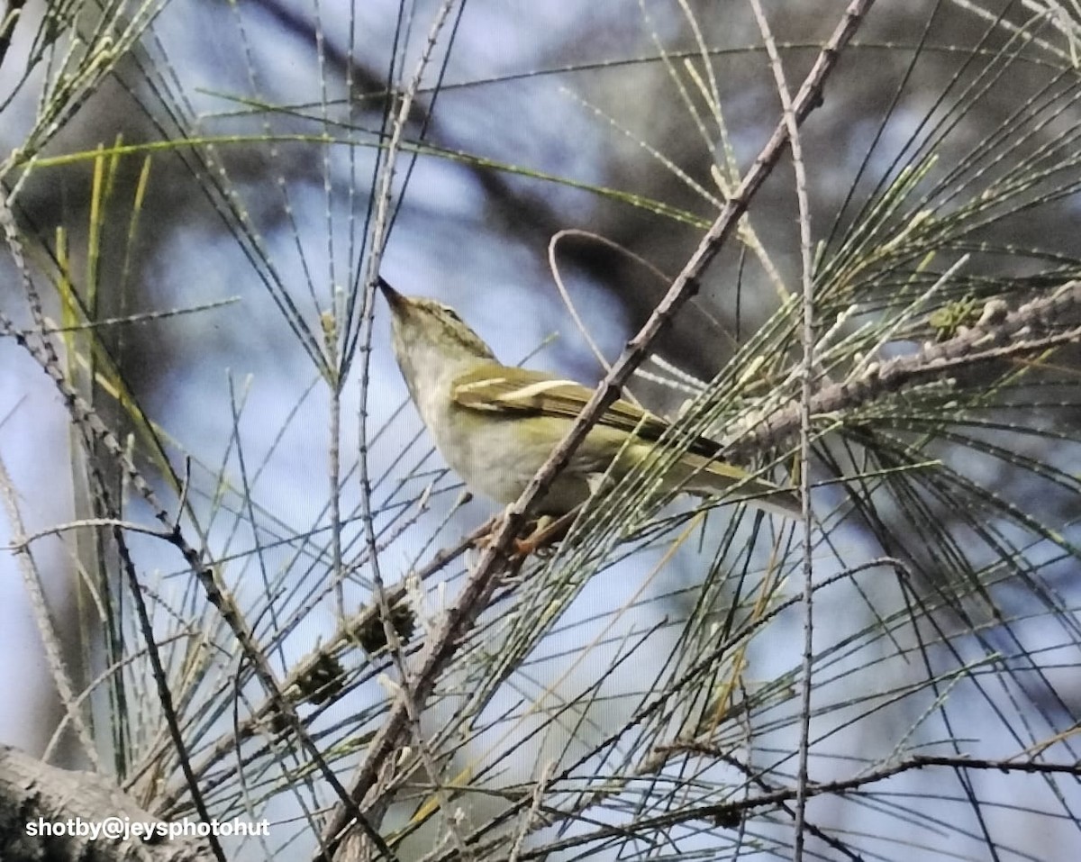 Yellow-browed Warbler - ML646433065