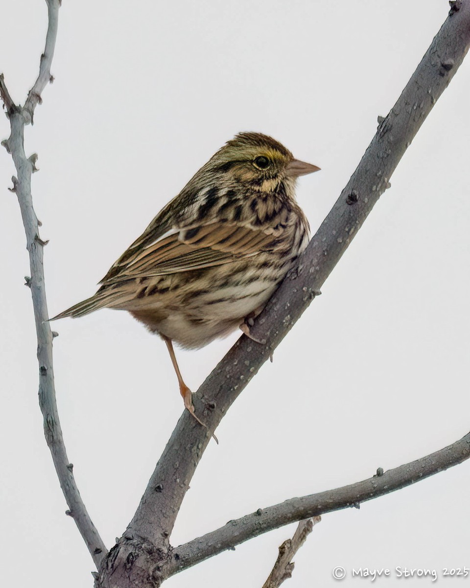 Savannah Sparrow - ML646433066