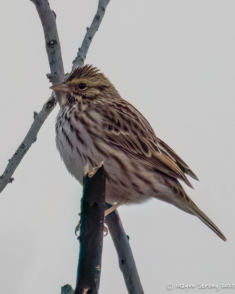 Savannah Sparrow - ML646433067