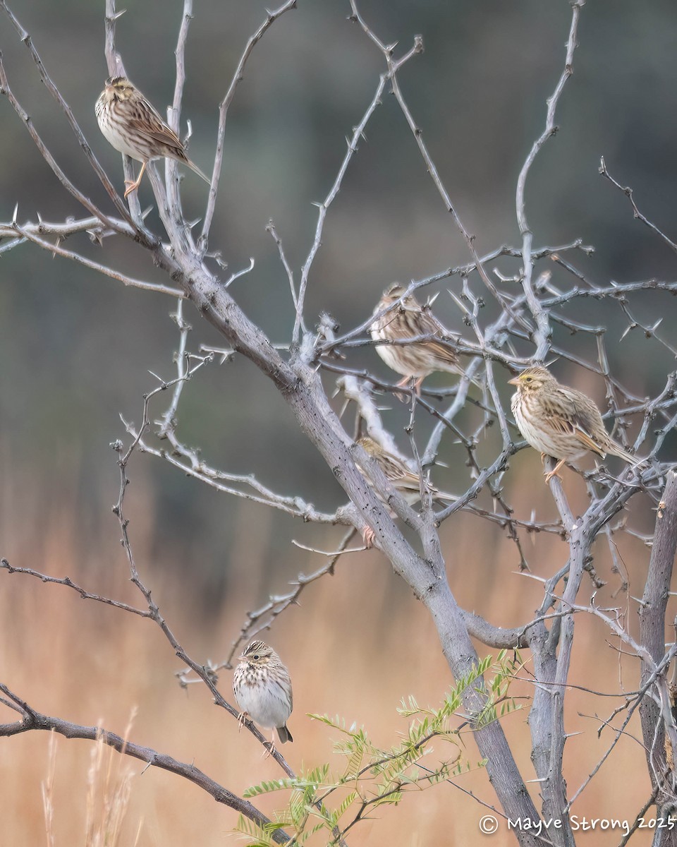 Savannah Sparrow - ML646433068