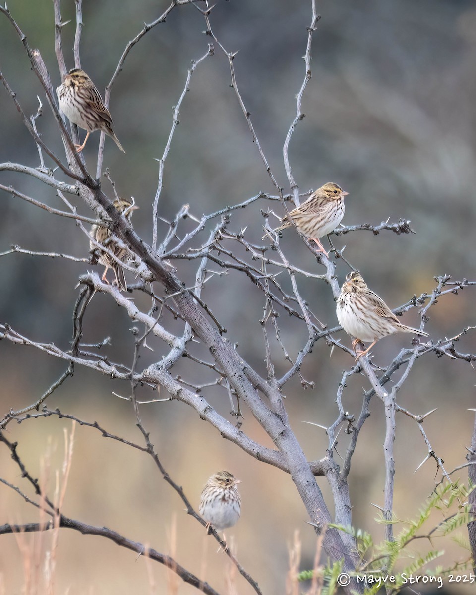 Savannah Sparrow - ML646433069