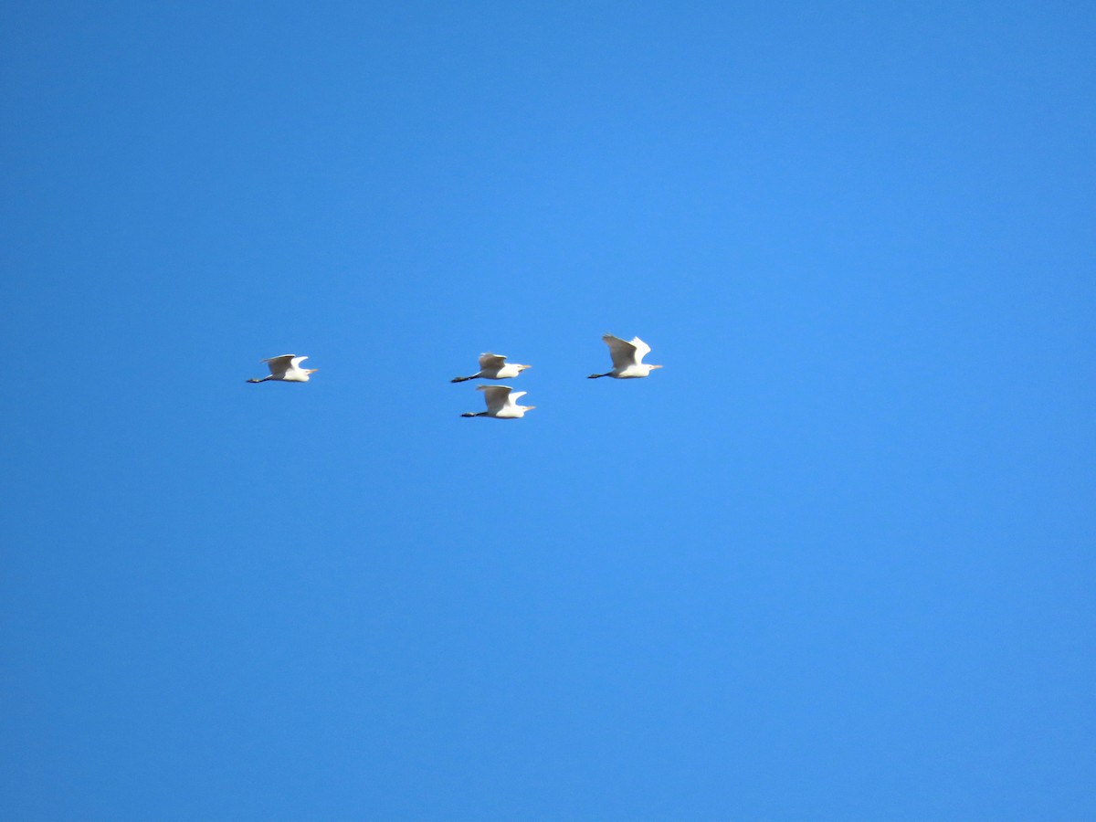 Grande Aigrette - ML646433070