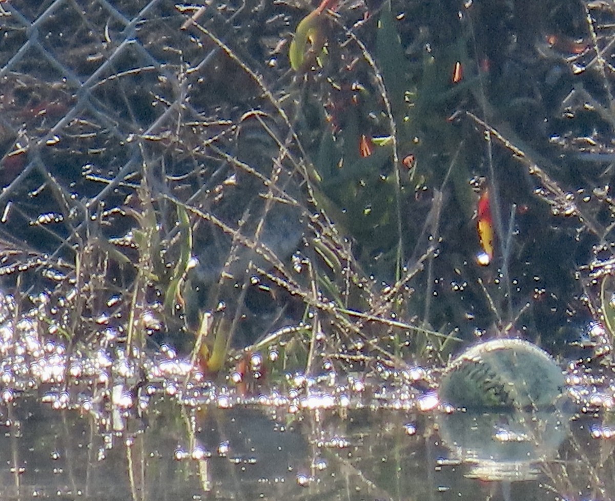 Bécassine de Wilson - ML646433071