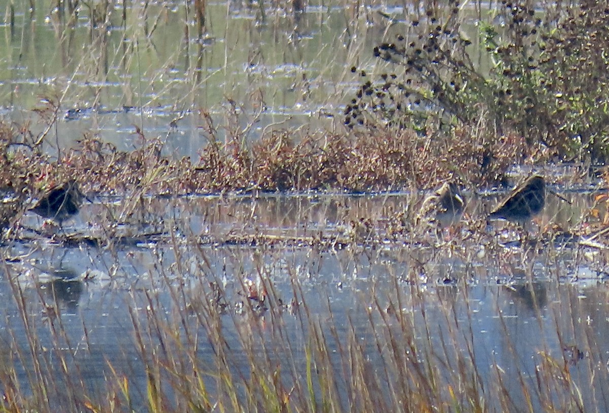 Bécassine de Wilson - ML646433072