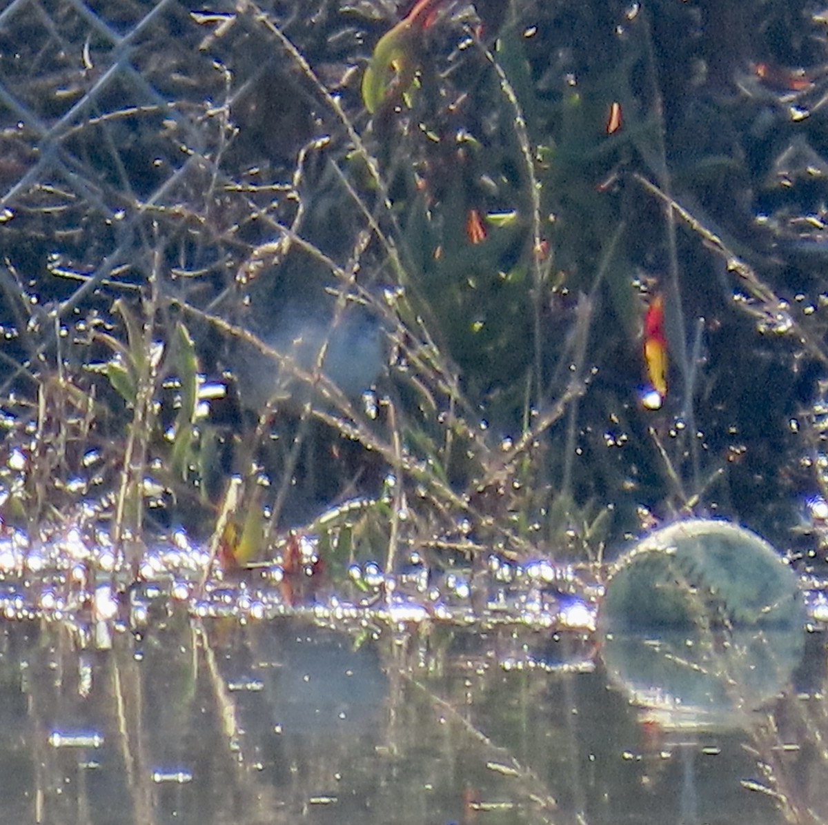 Bécassine de Wilson - ML646433073