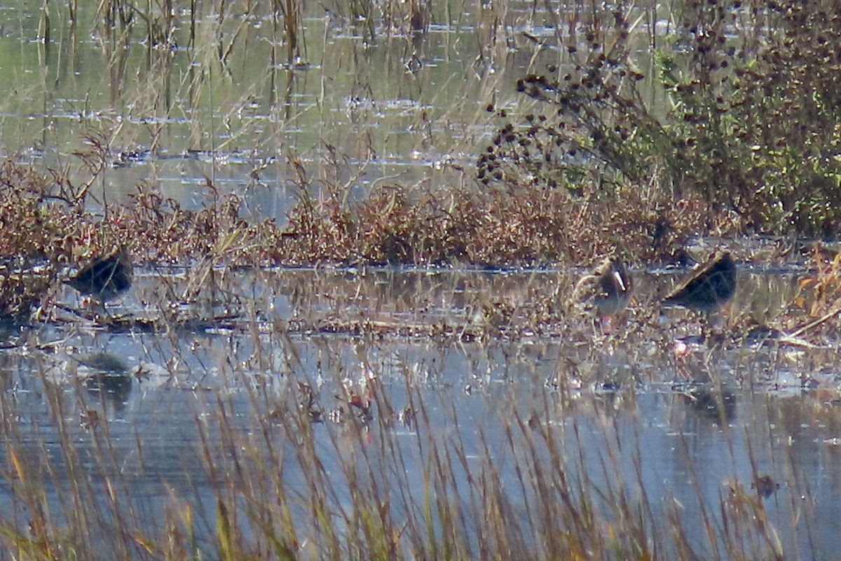Bécassine de Wilson - ML646433074