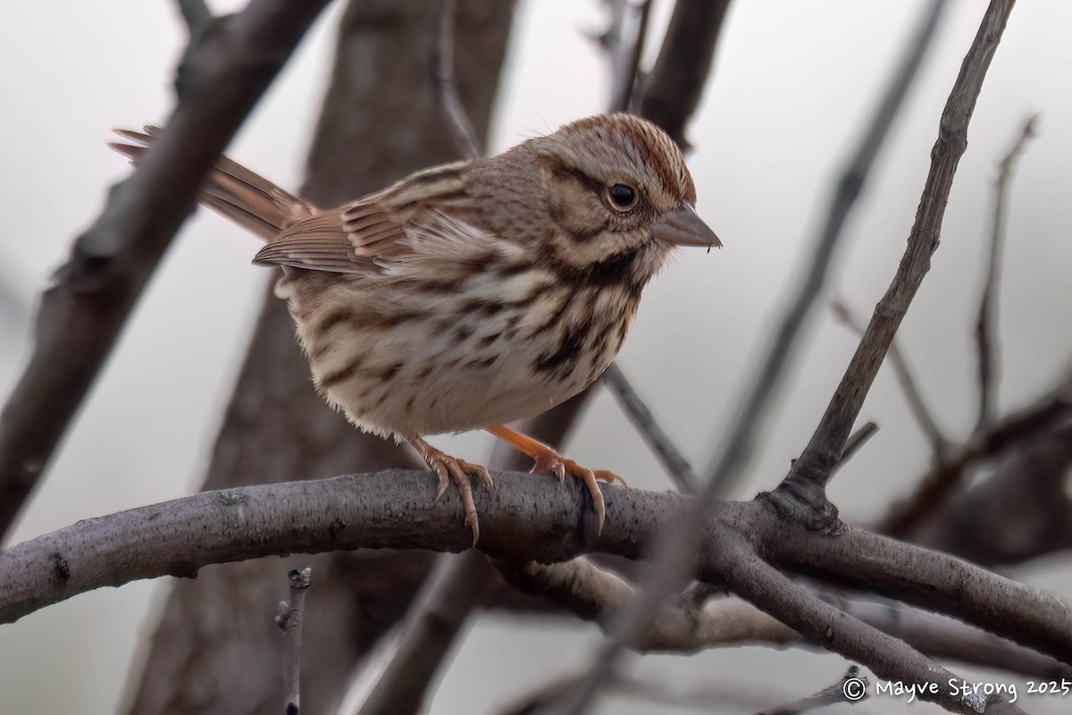 Bruant chanteur - ML646433075