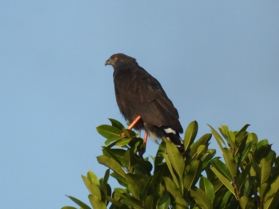 Buse échasse - ML646433076