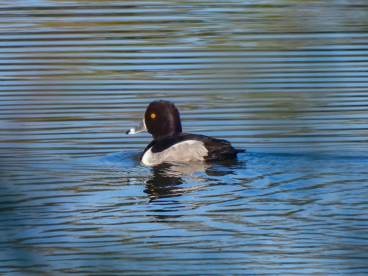 Fuligule à collier - ML646433077