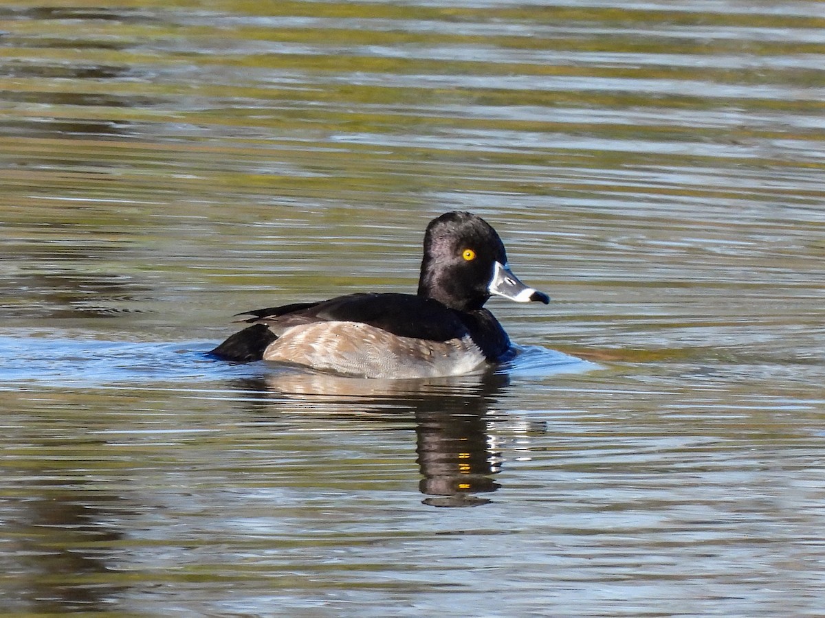 Fuligule à collier - ML646433078