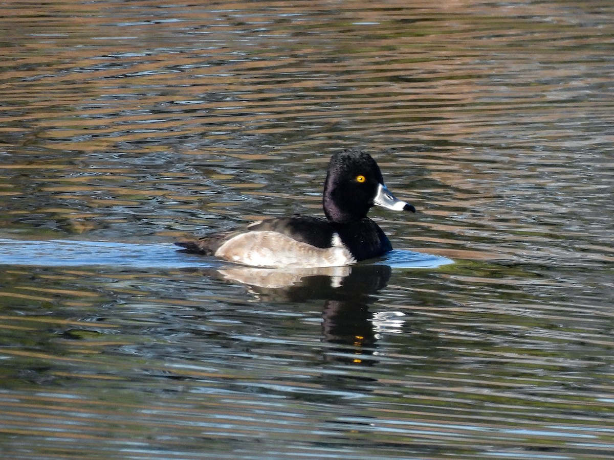 Fuligule à collier - ML646433079