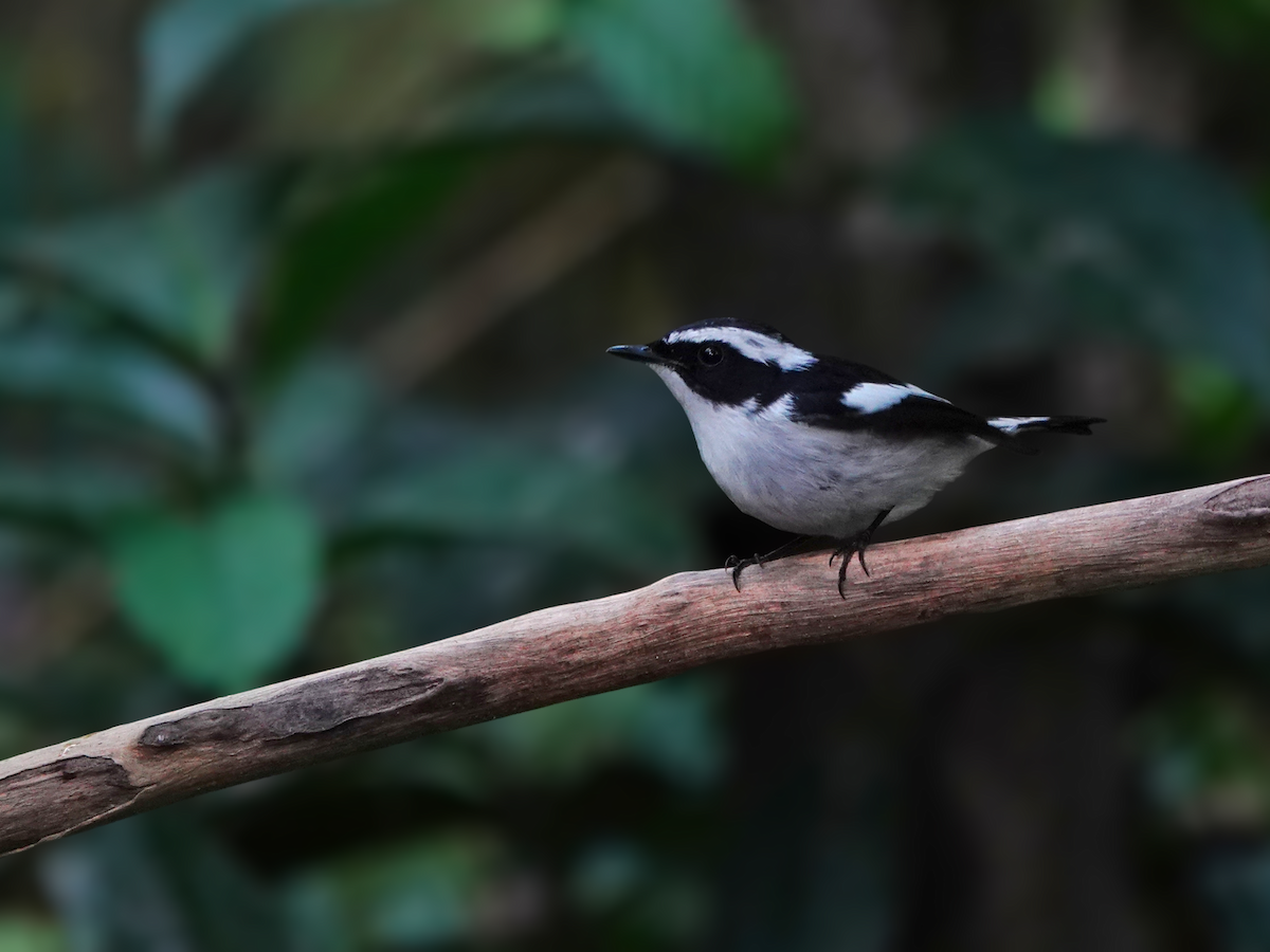 Gobemouche pie - ML646433080