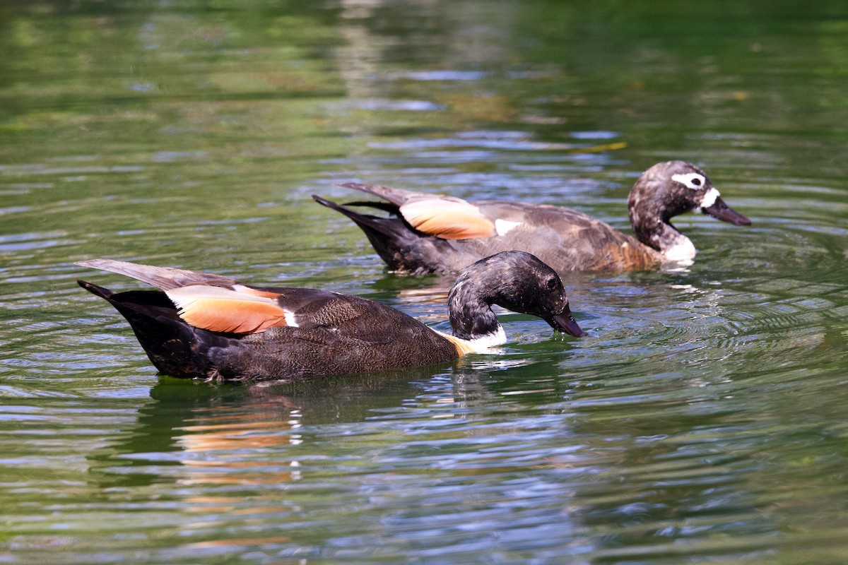 Tadorne d'Australie - ML646433082