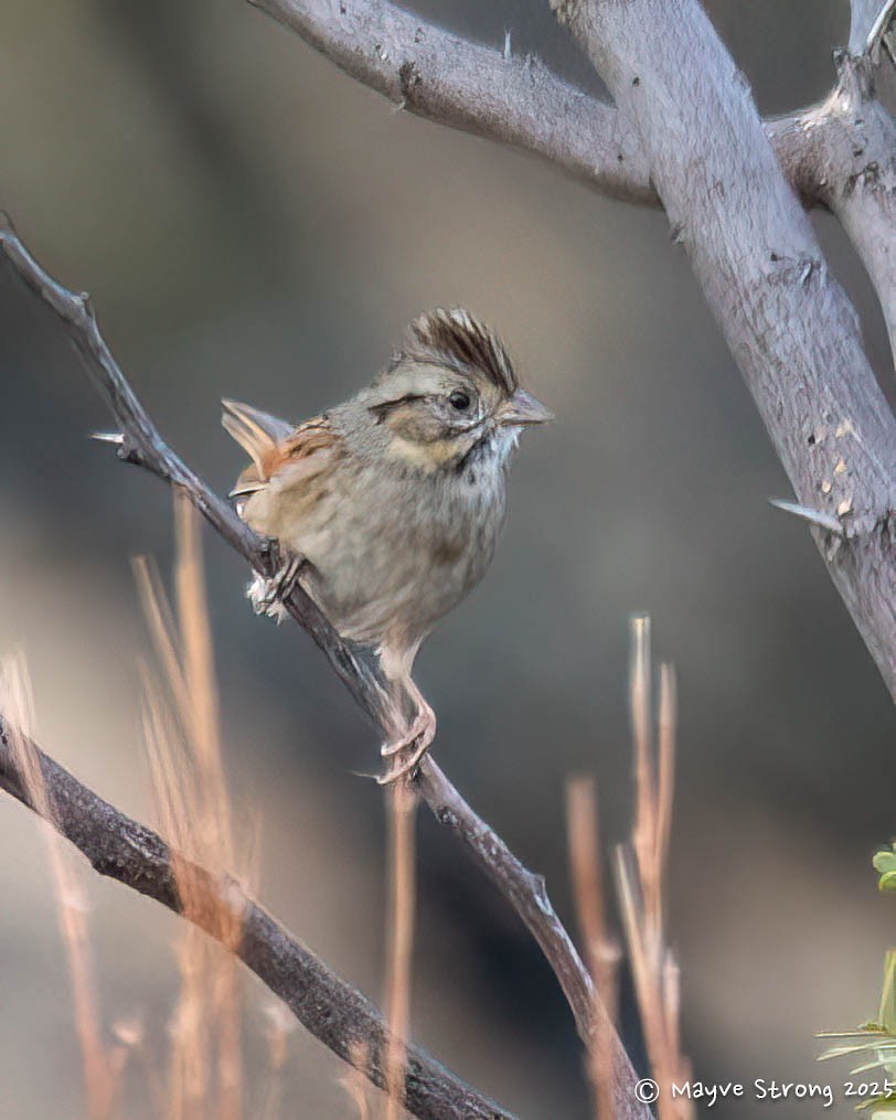Bruant des marais - ML646433085