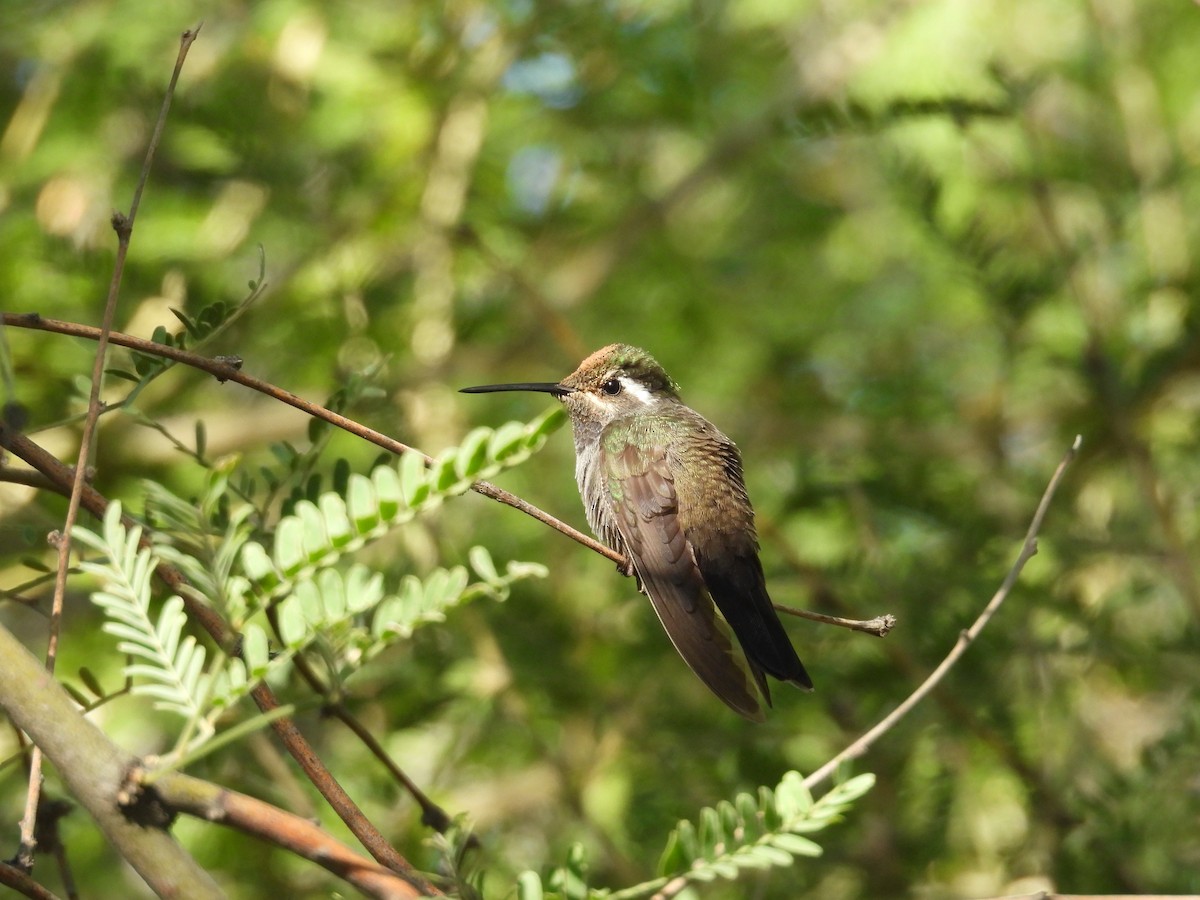 Colibri à gorge bleue - ML646433086