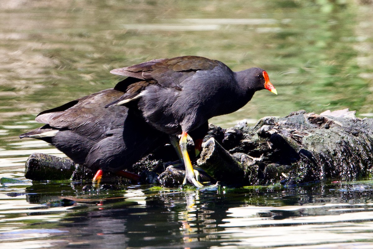 Gallinule sombre - ML646433089