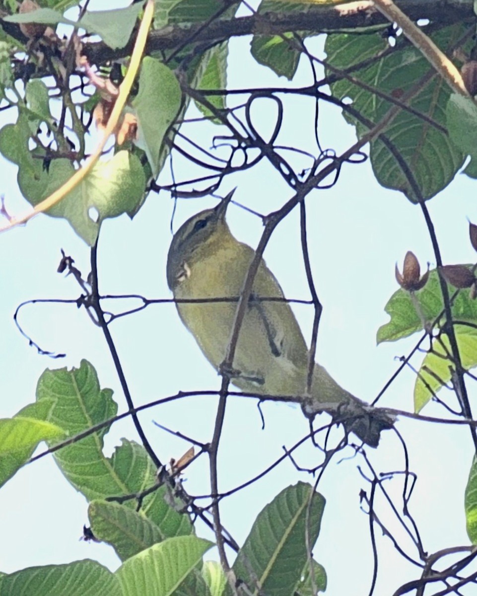 Paruline obscure - ML646433090