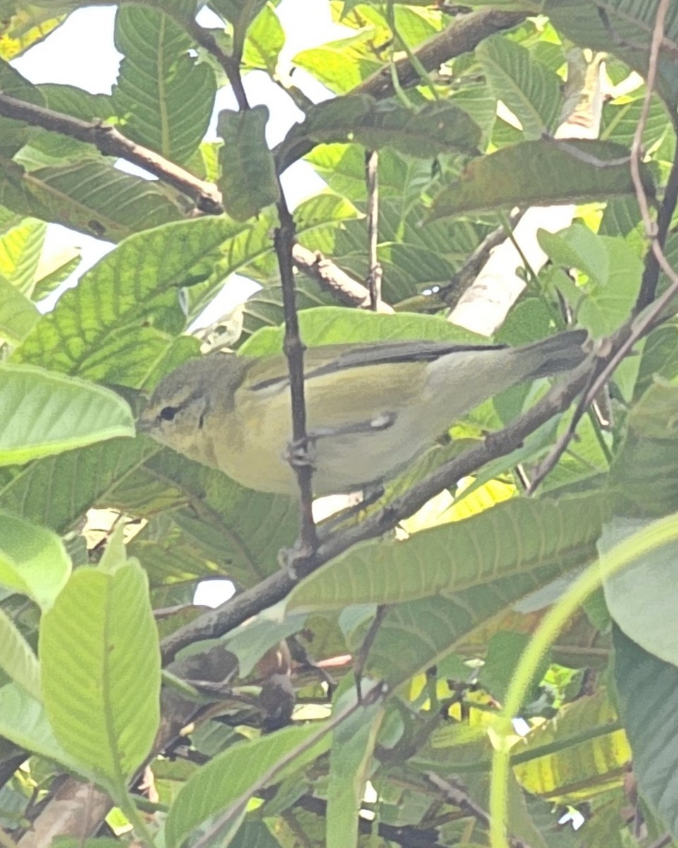 Paruline obscure - ML646433091