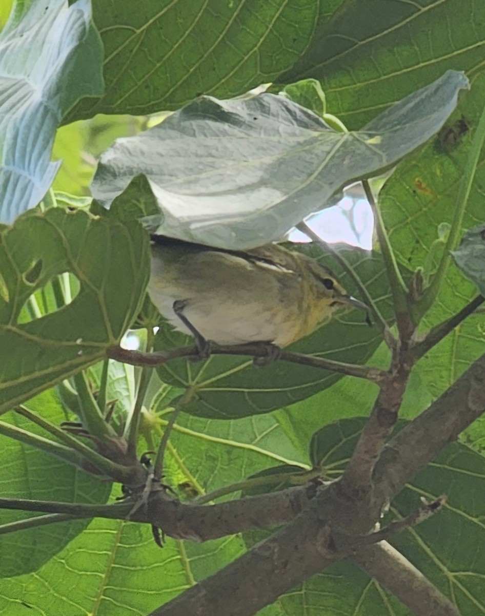 Paruline obscure - ML646433092