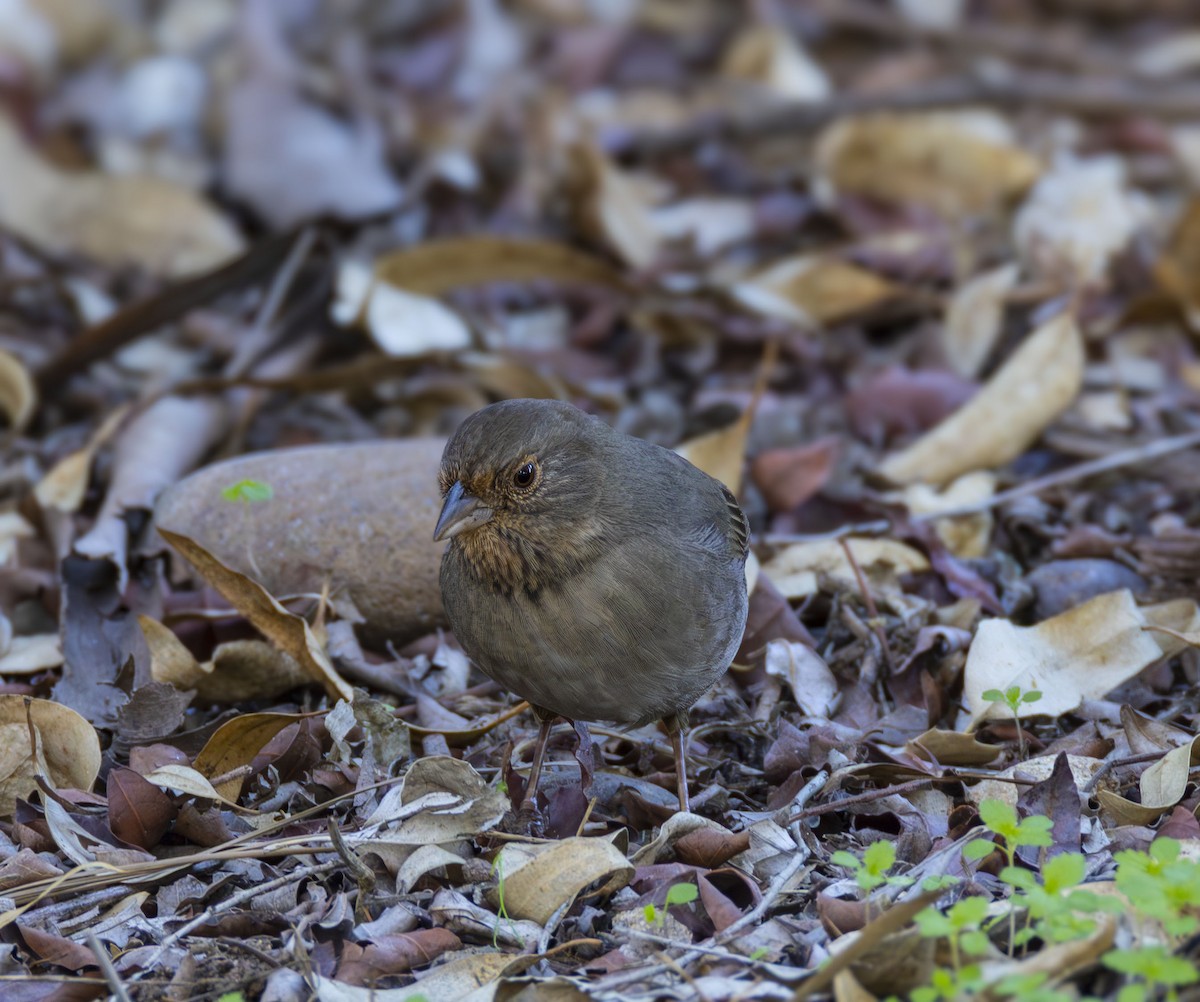 Tohi de Californie - ML646433093
