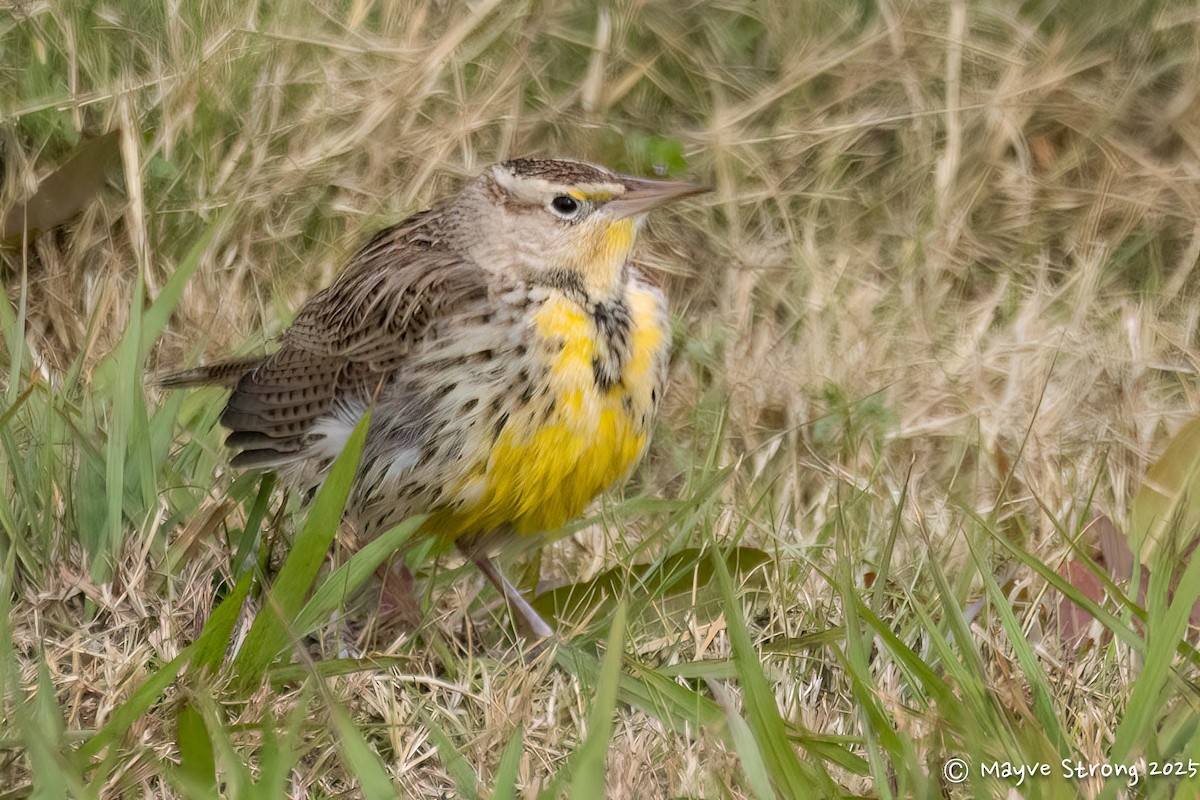 Sturnelle de l'Ouest - ML646433094