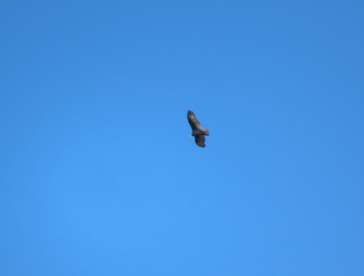 Urubu à tête rouge - ML646433098