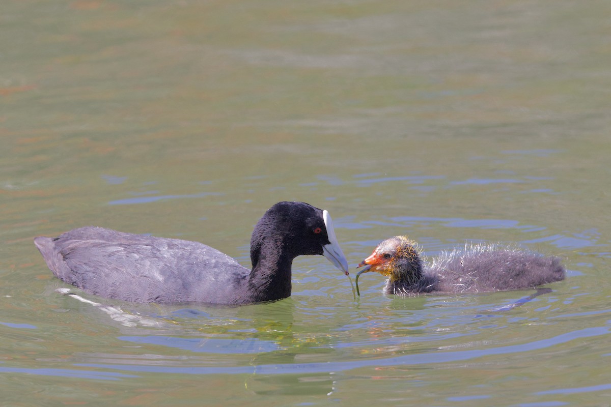 Foulque macroule - ML646433099