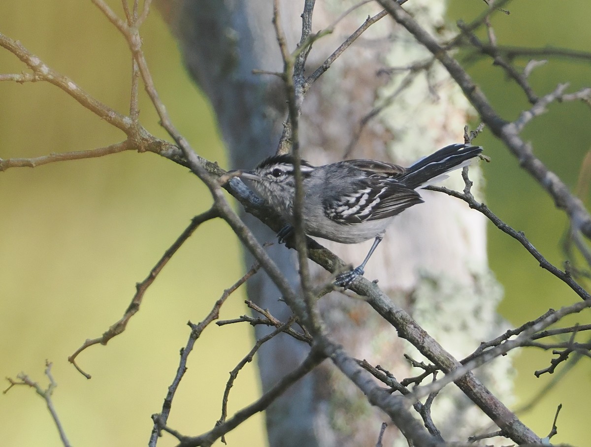 Grisin mitré - ML646433100