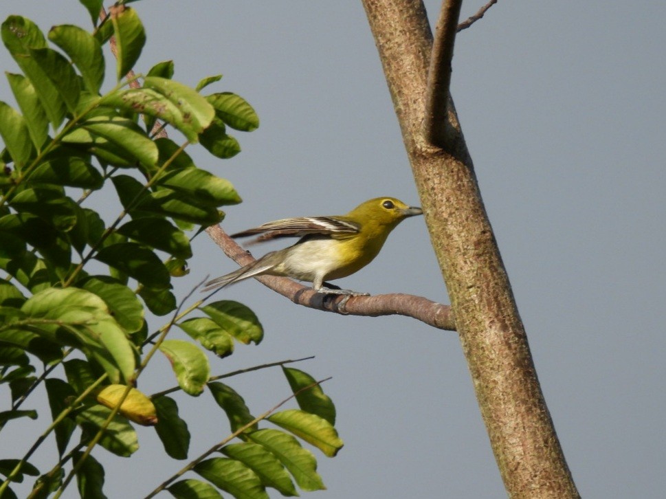 Viréo à gorge jaune - ML646433101