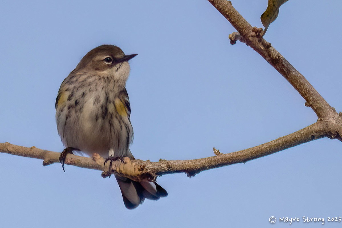 Paruline à croupion jaune - ML646433102