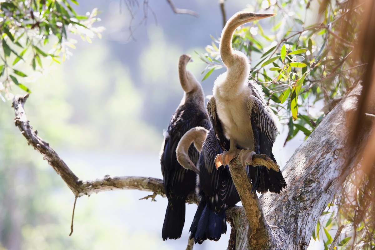 Australasian Darter - ML646433103