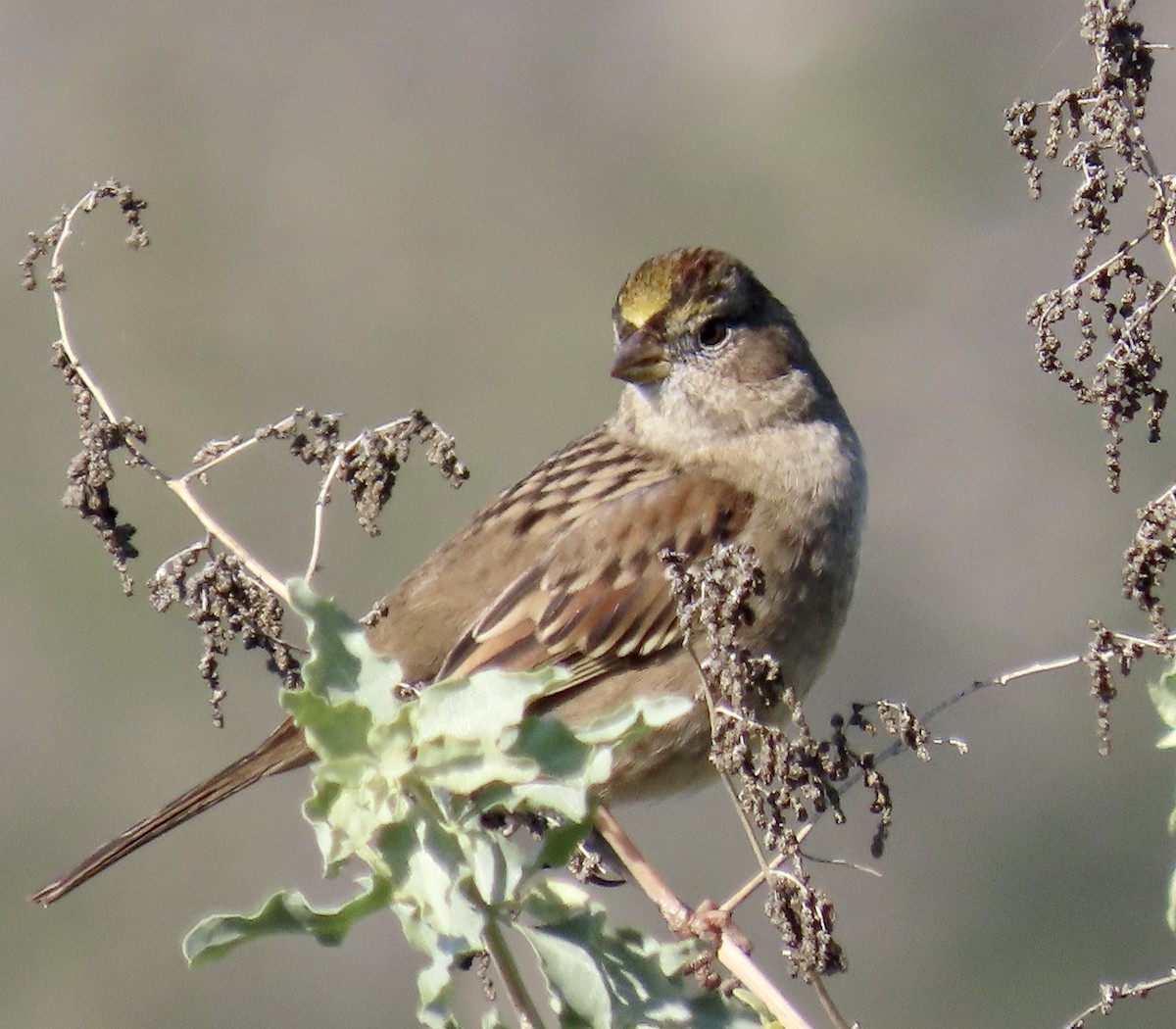 Golden-crowned Sparrow - ML646433104