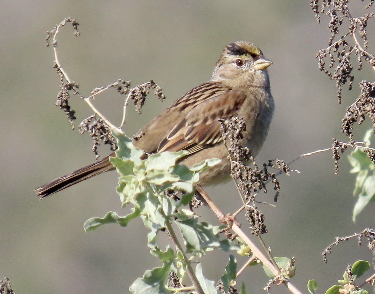 Golden-crowned Sparrow - ML646433105