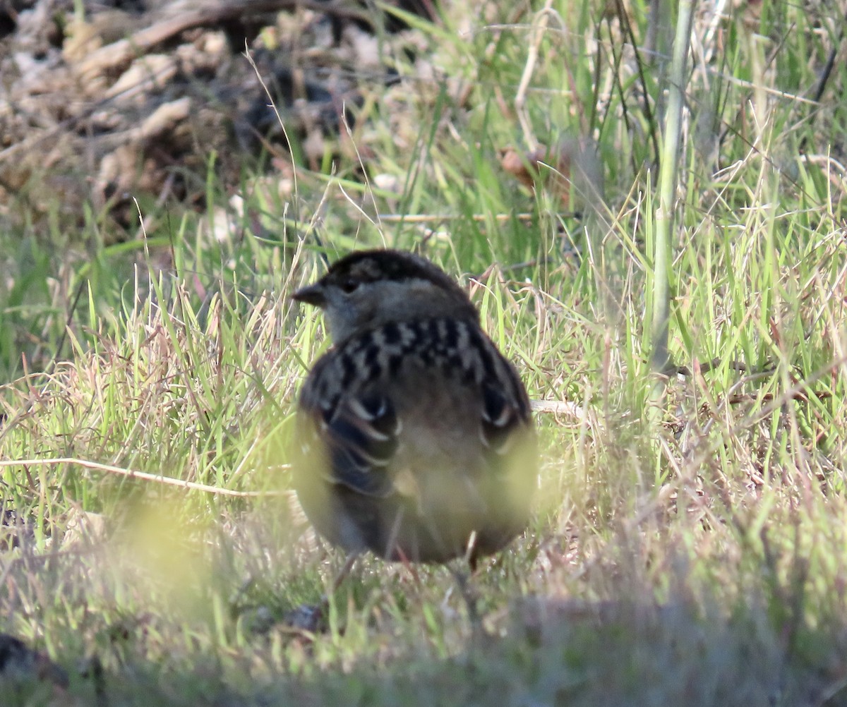 Golden-crowned Sparrow - ML646433106