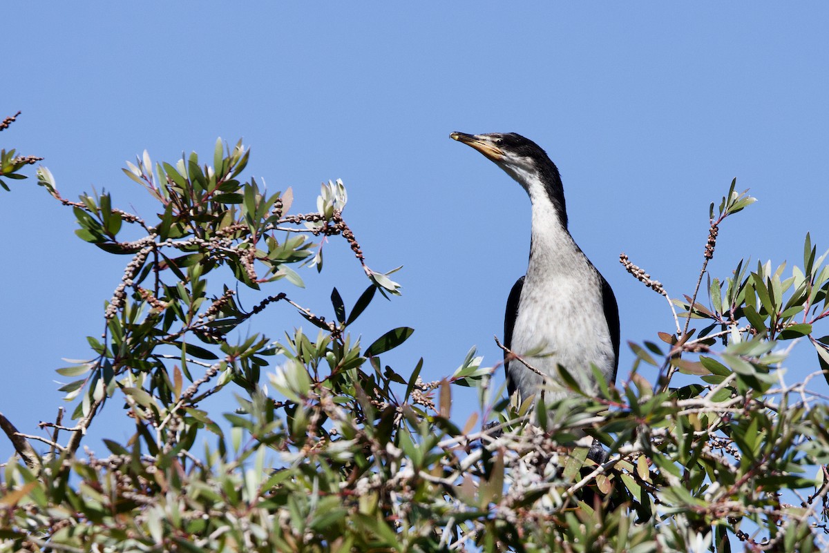 Little Pied Cormorant - ML646433108