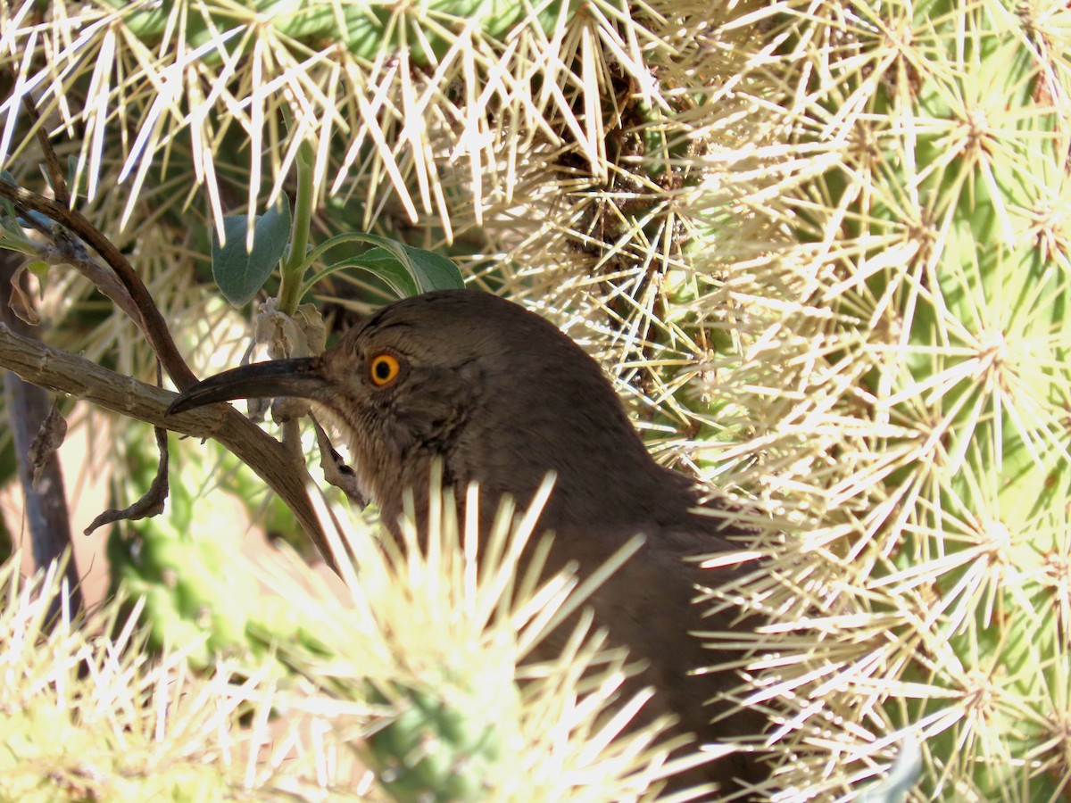 Curve-billed Thrasher - ML646433111