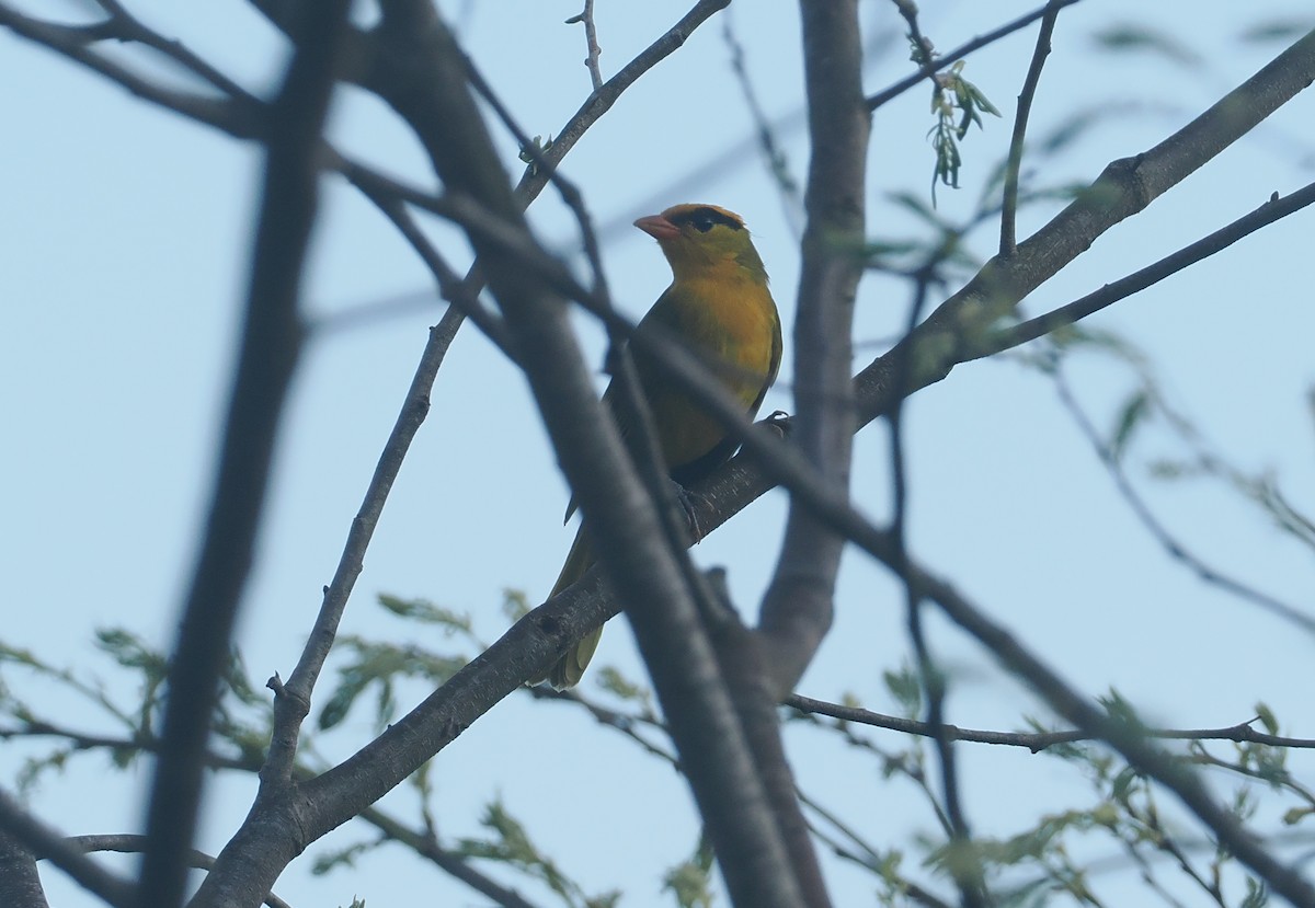 Tangara inti - ML646433112