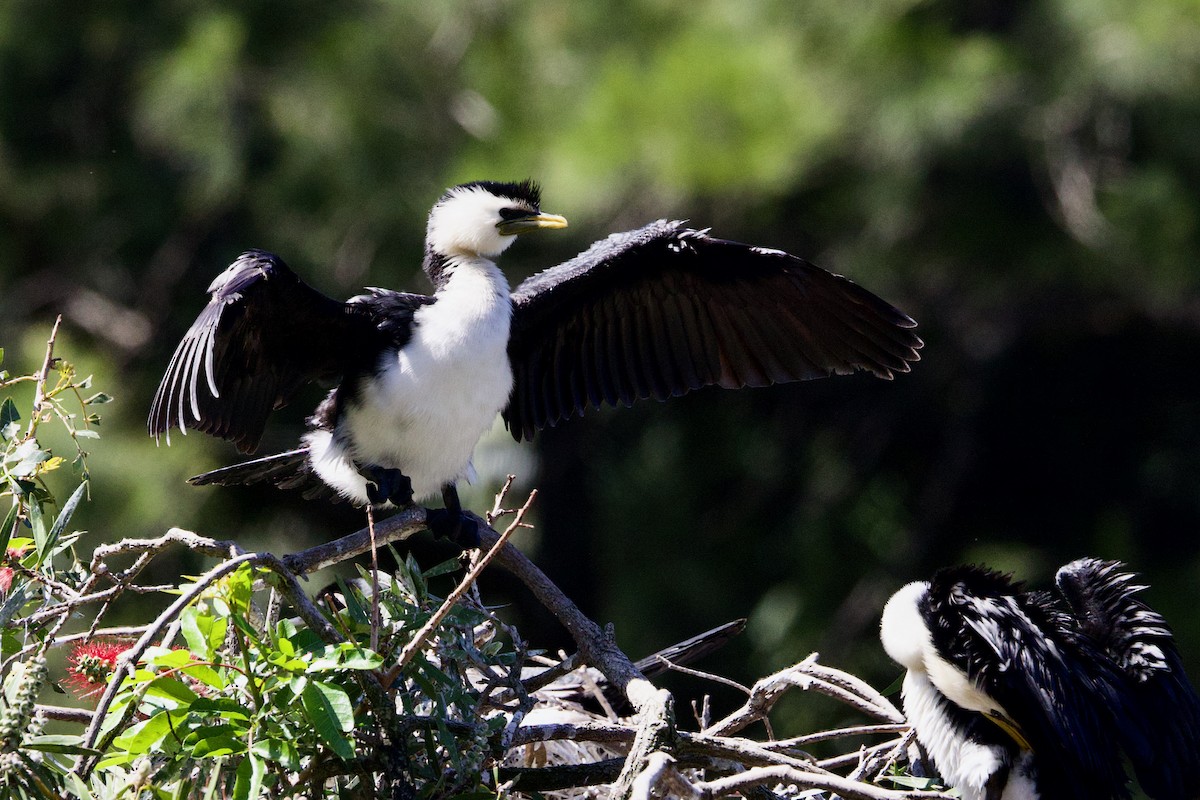 Little Pied Cormorant - ML646433113