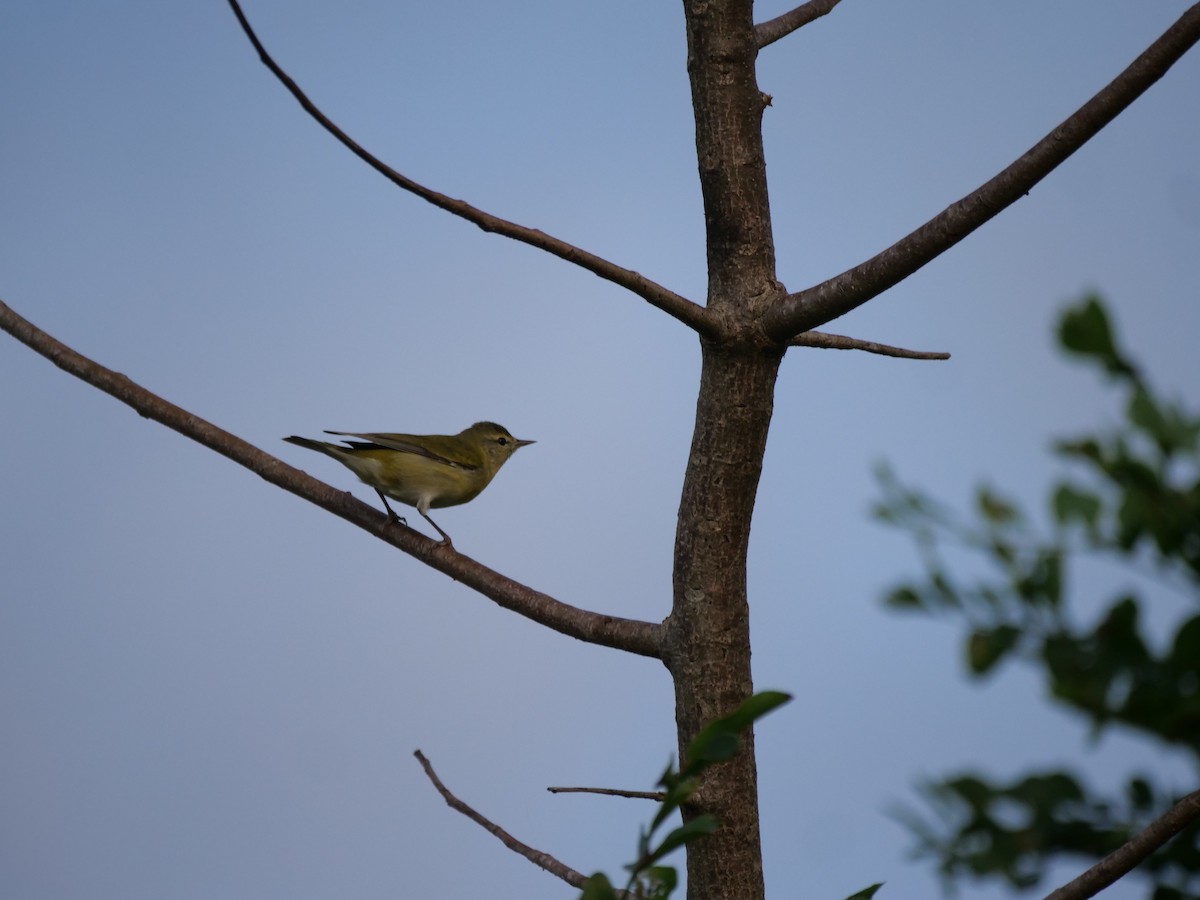 Tennessee Warbler - ML646433114