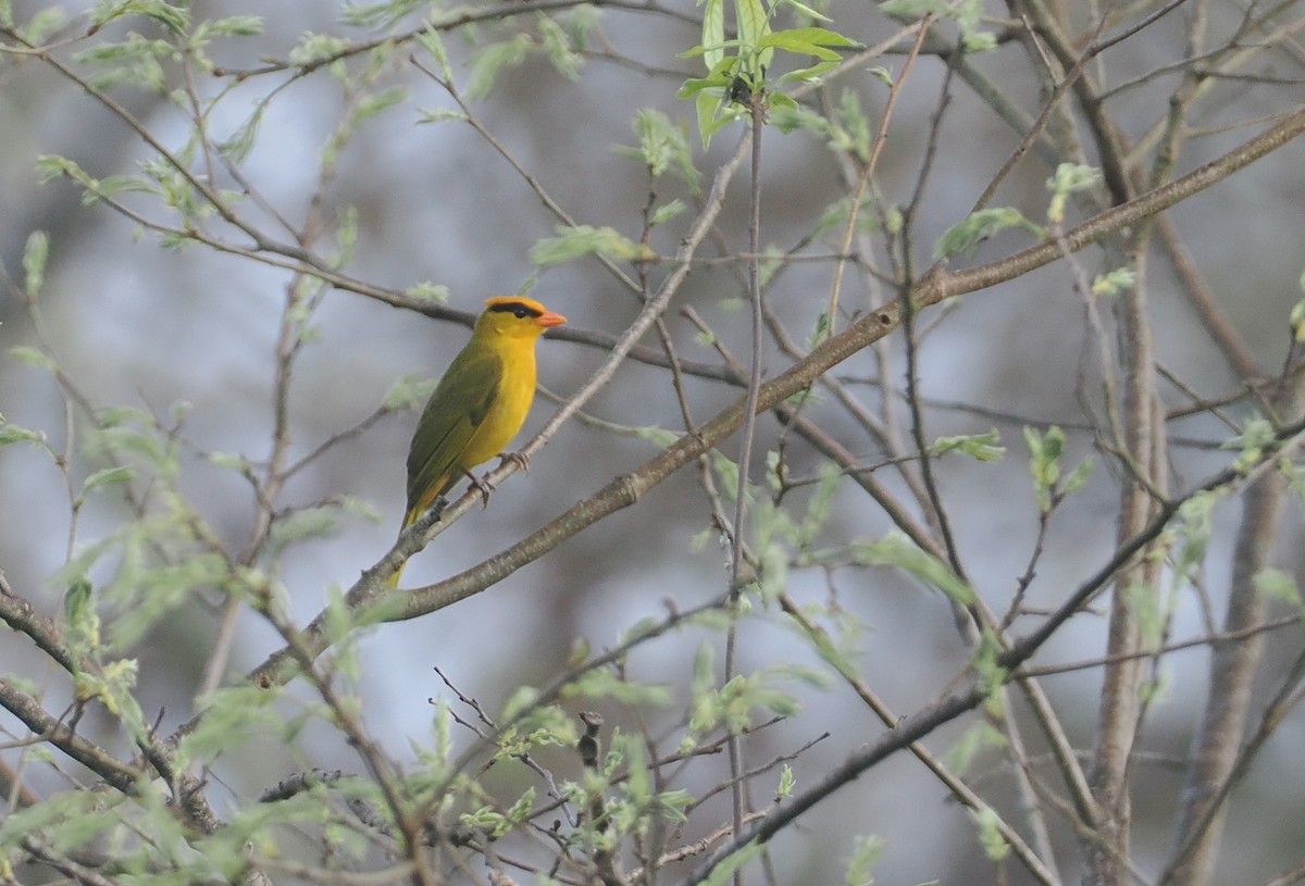 Tangara inti - ML646433115