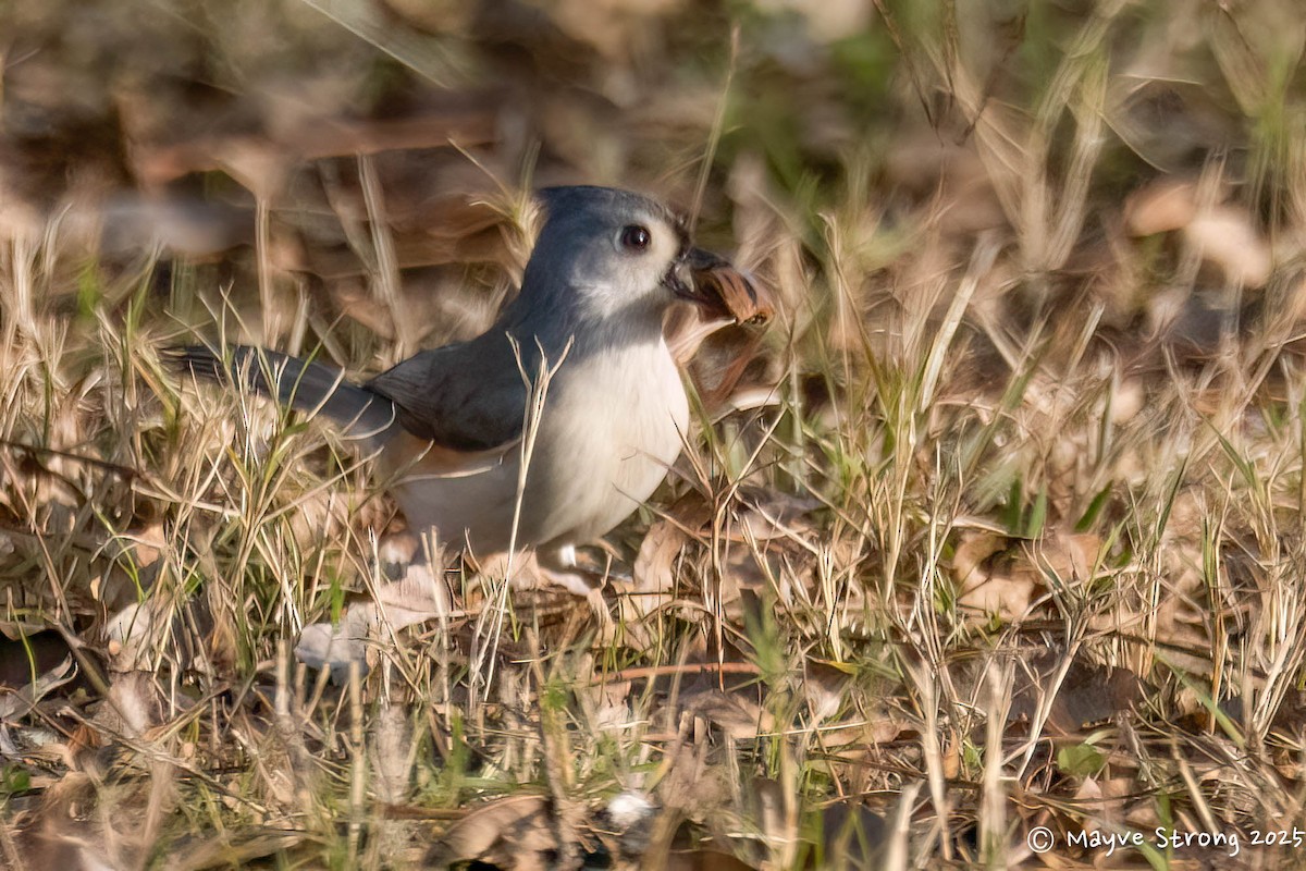 gråduskmeis - ML646433116