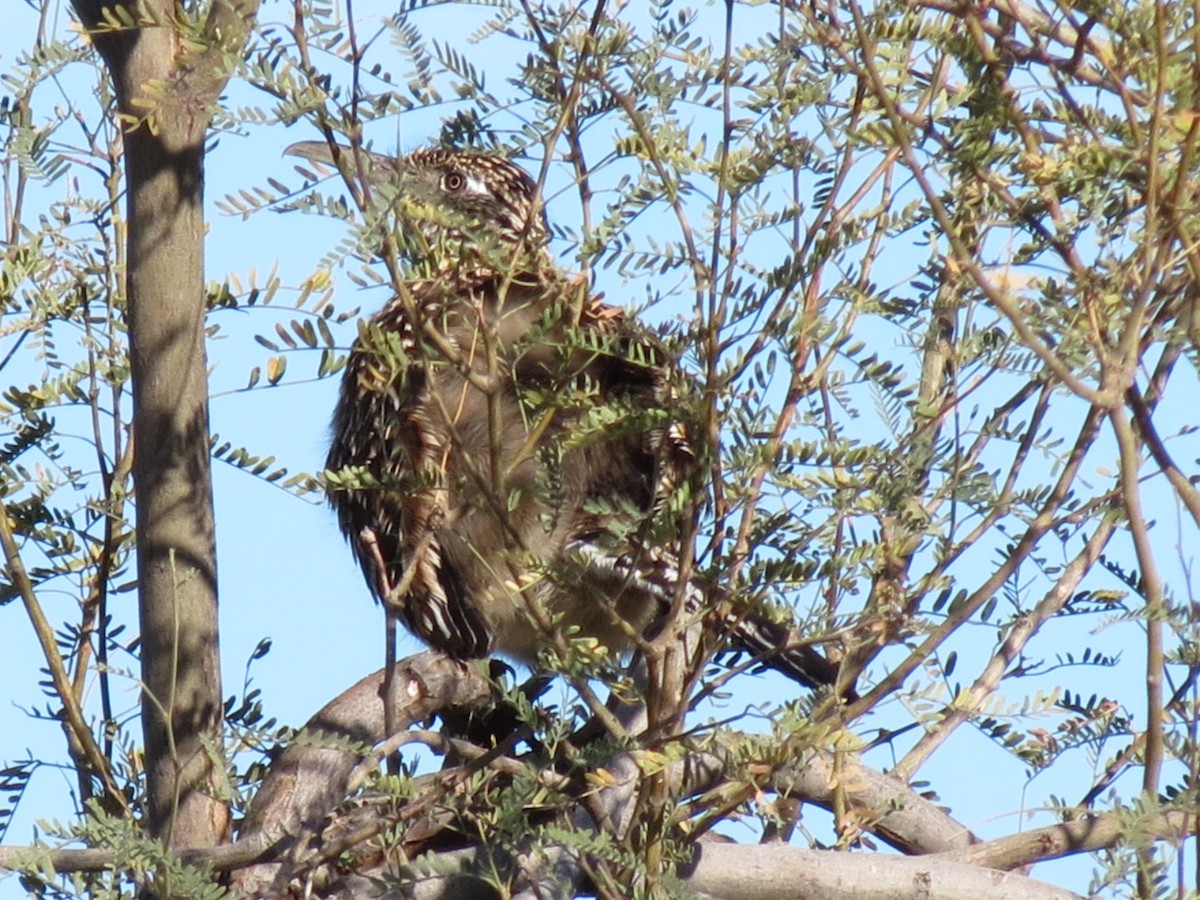 Greater Roadrunner - ML646433118