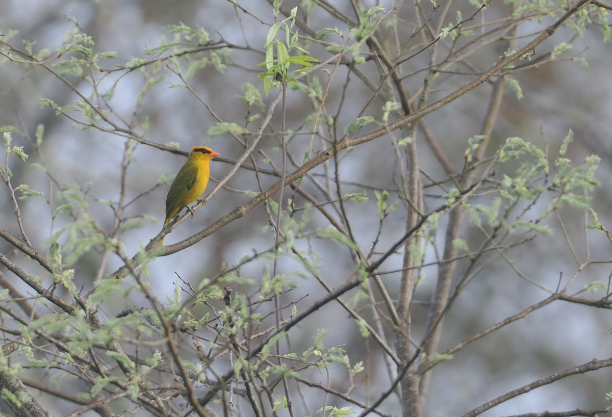 Tangara inti - ML646433123