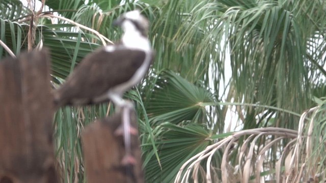 Osprey - ML646433124